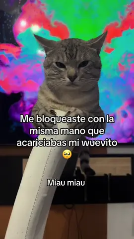 Miau miau #gato #gatos #gatitos #michi #michis #catsoftiktok #gatitos_haciendo_cosas #mascotas #tendencia 