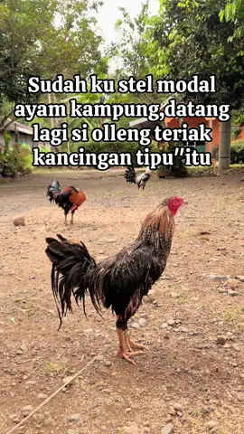 Maksudku saya olleng diam mko🤦🏻🤣#ayamimportfilipin🇵🇭 #ayamfilipin🇵🇭 #fypage#salamkakikiri🐓🐓#salamsatuhobby 