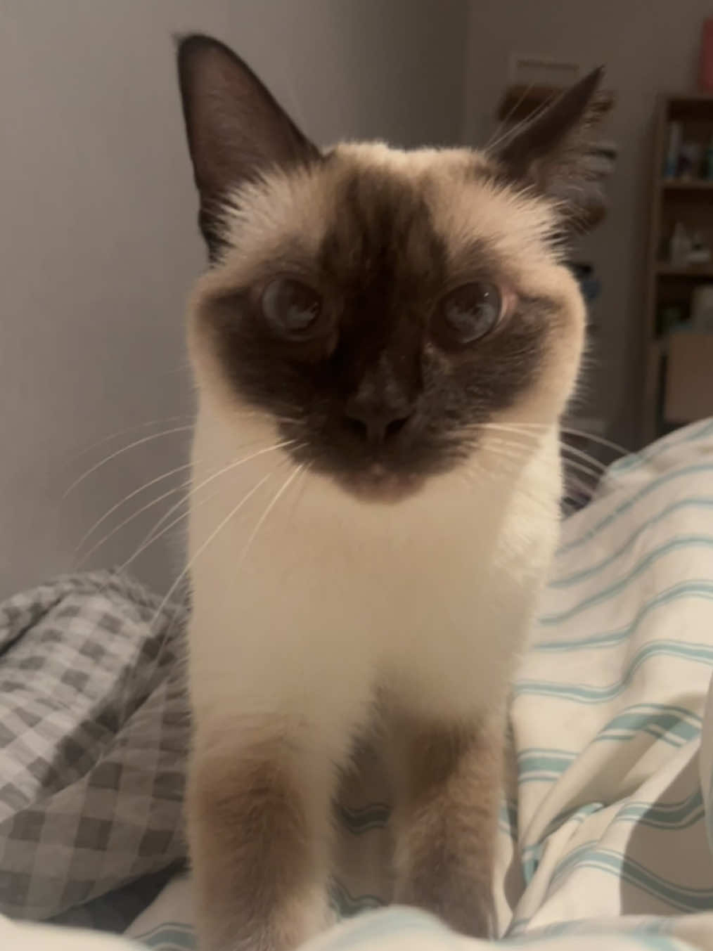 오늘의 할일 : 이불 빨래하기 #고양이 #샴 #샴고양이 #추천 #팔로우 