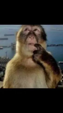 Replying to @yo:( #monkey#foryouuu#mecore 