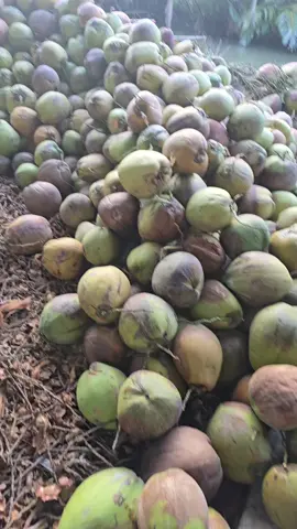 dừa sụt giá #coconut #organic 