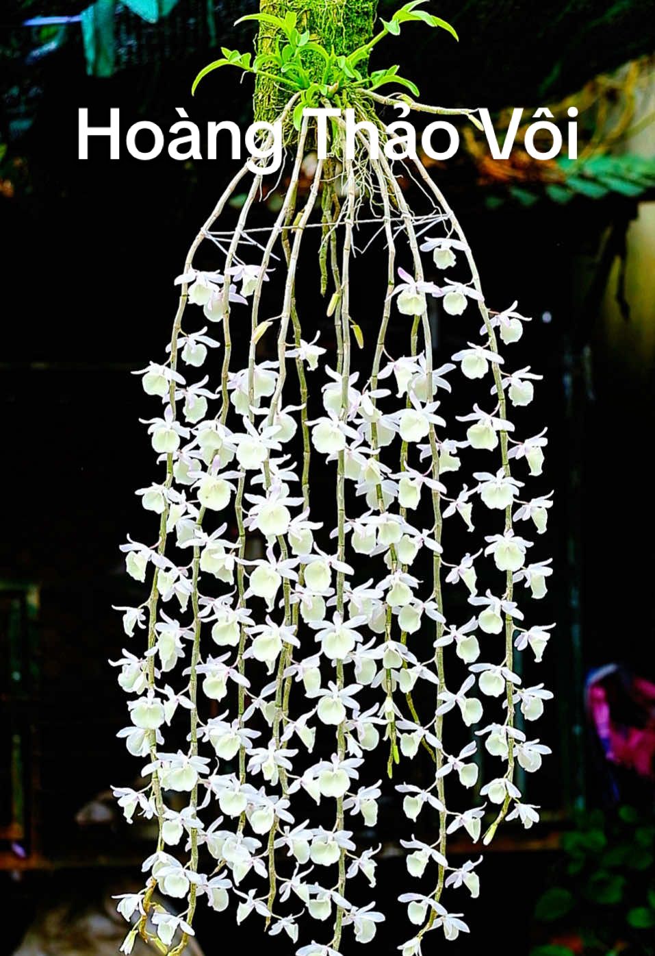 Hoàng Thảo Vôi| Dễ chăm, dễ chơi, hoa to, thơm dịu ngọt ngào.#xuhuong #fyp #viral 