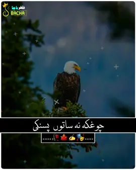 #Unfreeze MY AccoUnt#pshtosong #toryoUpata #virall #myvideo #ZA Bacah#ZA Bacah#ZA Bacah