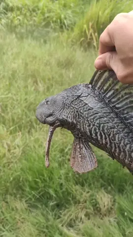 kalah dah elu semua, gua dapet ikan sapu2 paling gede sedunia🗿 #mancing 