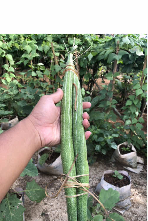 Healing di kebun sayur milik mbah nono, disini pengalaman bertani selama puluhan tahun yang berbicara. Ditengah banyaknya metode pertanian, beragam jenis merk pupuk yang beredar, belum lagi jenis pestisida dll. Ternyata kunci utama menanam menurut mbah nono adalah kegemburan tanah tang bisa didapat dari pencampuran sekam bakar atau sekam mentah yg telah difermentasi.  Ada pelajaran yang bisa saya petik, selama ini saya hanya mengandalkan kompos dan tanah saja. Sebenernya ini sudah cukup bagus, tetapi masih melupakan aerasi pada tanah, sehingga tanah lebih cepat padat.  Padahal ditempat dengan ditambahkan sekam tanah tanah akan tetap terjaga kegemburanya, tapi sudah difermentasi atau dibakar ya...🥬🥦🍅 #berkebun #kebunsayur #gardenproject 