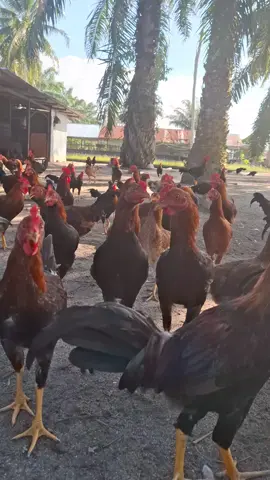 #ayamkampung #ayamkampungsuper #ayamkampungpremium #ayamkampungasli #alamakduitni #japfagroup #japfacompeedindonesia 