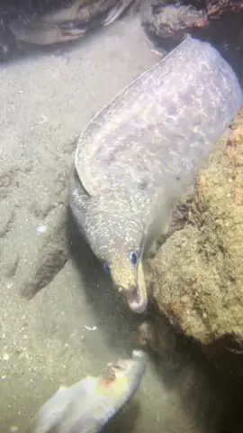 #diving #crab #catchthesea #seaside #seafood #fish #eel #lobster #seangsolofishing