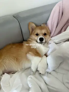 Replying to @★ RU ★ ofccc! I want oneeee #corgi 