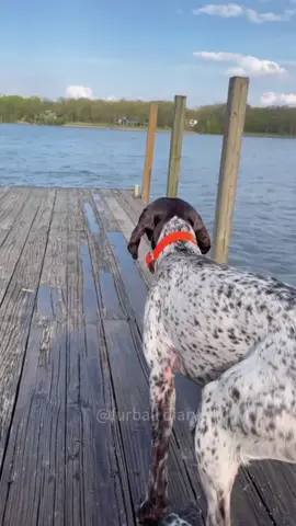 Dog love water #dog #pets #dogsoftiktok #doglife #funnyvideo #cutedog #funny #foryou 