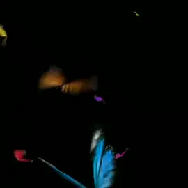 Butterfly Overlay 🫠💖  #foryoupage #120fps #fyp #foryou #fypシ゚ #pwr_editorz🚀 #rx_editor_society🔥🥀 #bdtiktokofficial #am_editors_bd #cef_bd #ftc_official #bangladesh_society🇧🇩 #buddy_meow #free_fire #freefire_lover #overlay #overlaylyrics #overlaytext  @—͞Nꫝᴊɪꫝ <3 