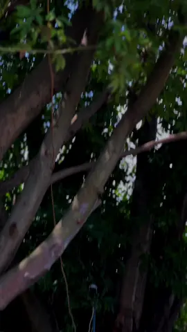 Permudahlah segala urusanku 🥀🙏#fypp #giman03 #beatkarbu #beatkarbuindonesia #beatkarbumodifikasi #beatkarbu115cc #beatkarbuganteng 