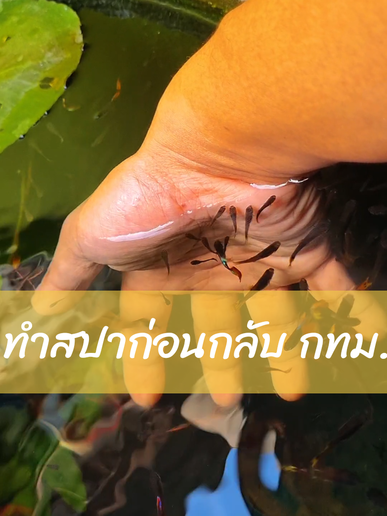 ทำสปามือก่อนกลับ กทม. 😊🐟🐠🐡 นั่งโง่ๆให้ปลาตอด จั๊กจี้สุดๆ #ธรรมชาติบําบัด #ความสุขของฉัน #บ้านของฉัน #นั่งดูปลา #เลี้ยงปลา #ปลาสวยงาม #วันหยุดของฉัน #หยุดยาว #hobby #aquarium #therapy 