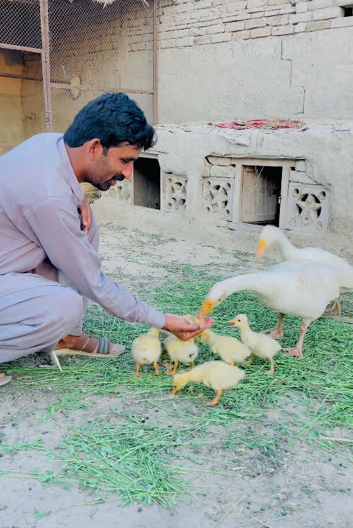 White Ducks Eating Diet With Hand #whiteduck #ducks #duckbaby #babyduck #pets #gabbarpethouse #foryou #minizoo #petslover #chicks #birdslover @Rehman Ch Vlogs 