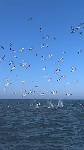 Aerial hunters in action! 🦅💦 These Cape gannets, native to southern Africa, are dive-bombing into the ocean at speeds over 60 mph to snatch sardines in the frenzy of the Sardine Run. Their streamlined bodies and incredible eyesight make them perfect fish-catching machines! 🎥 IG 'rodneyvanderlaan'