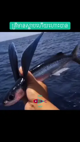 🐟 