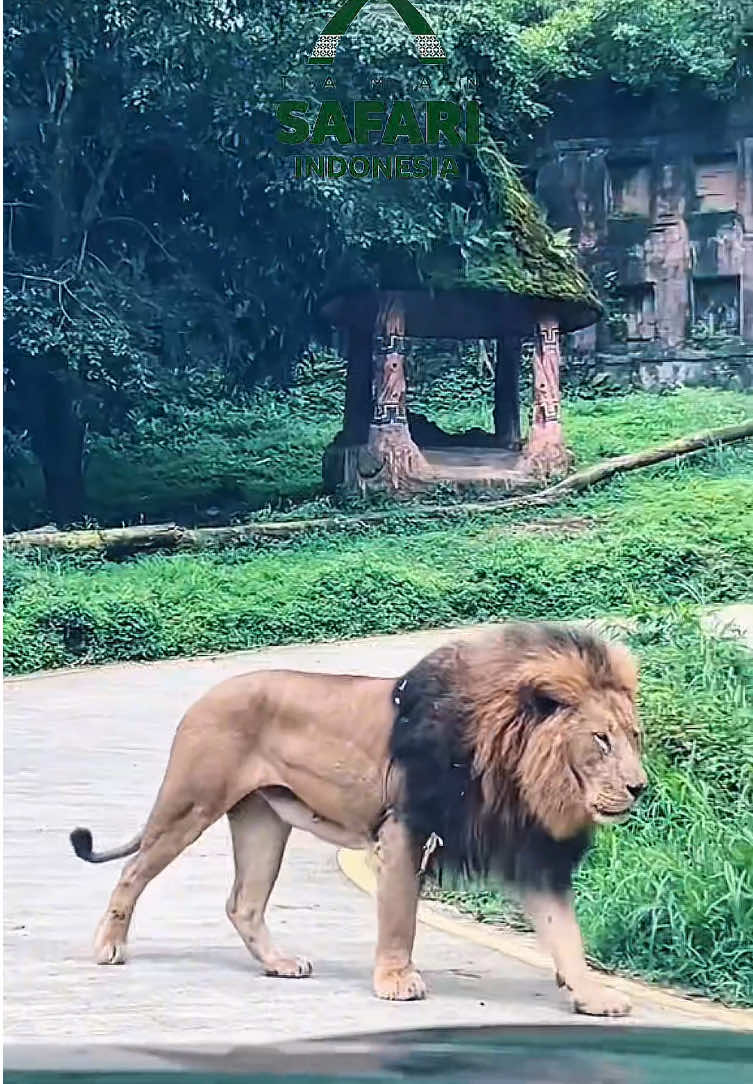 Taman safari indonesia