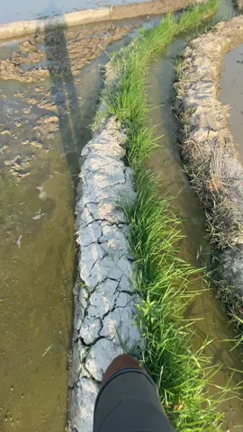 #fyp #fyppp #petanimuda 