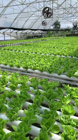 budidaya selada romaind di PT #greenestate #fypp #foryou #hidroponik #ciapanascianjur 