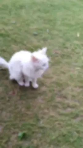 #عشر#مليارات ما ابيع عزيزه عليه هاي 