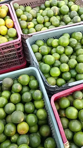 #fyp #buahsegar #buah #petaniindonesia🇮🇩🇮🇩🇮🇩🌿🌿 #banyuwangi #petanimilineal 