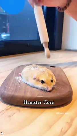 Hamster core.#hamster #hamsters #hamstersoftiktok #petsoftikto #foryou #foryoupage #funnytiktok #funnyanimals #kitty #funny #TikTokTrending #FeatureMe #NewTrend