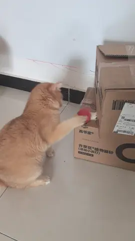 #funnyanimals #animals #funny #cuteanimals #funnyvideos #cute #funnymemes #animal #memestiktok #funnydogs #cats #pets #funnycats #wildlife #cat #foryou #fypシ #fypシ゚