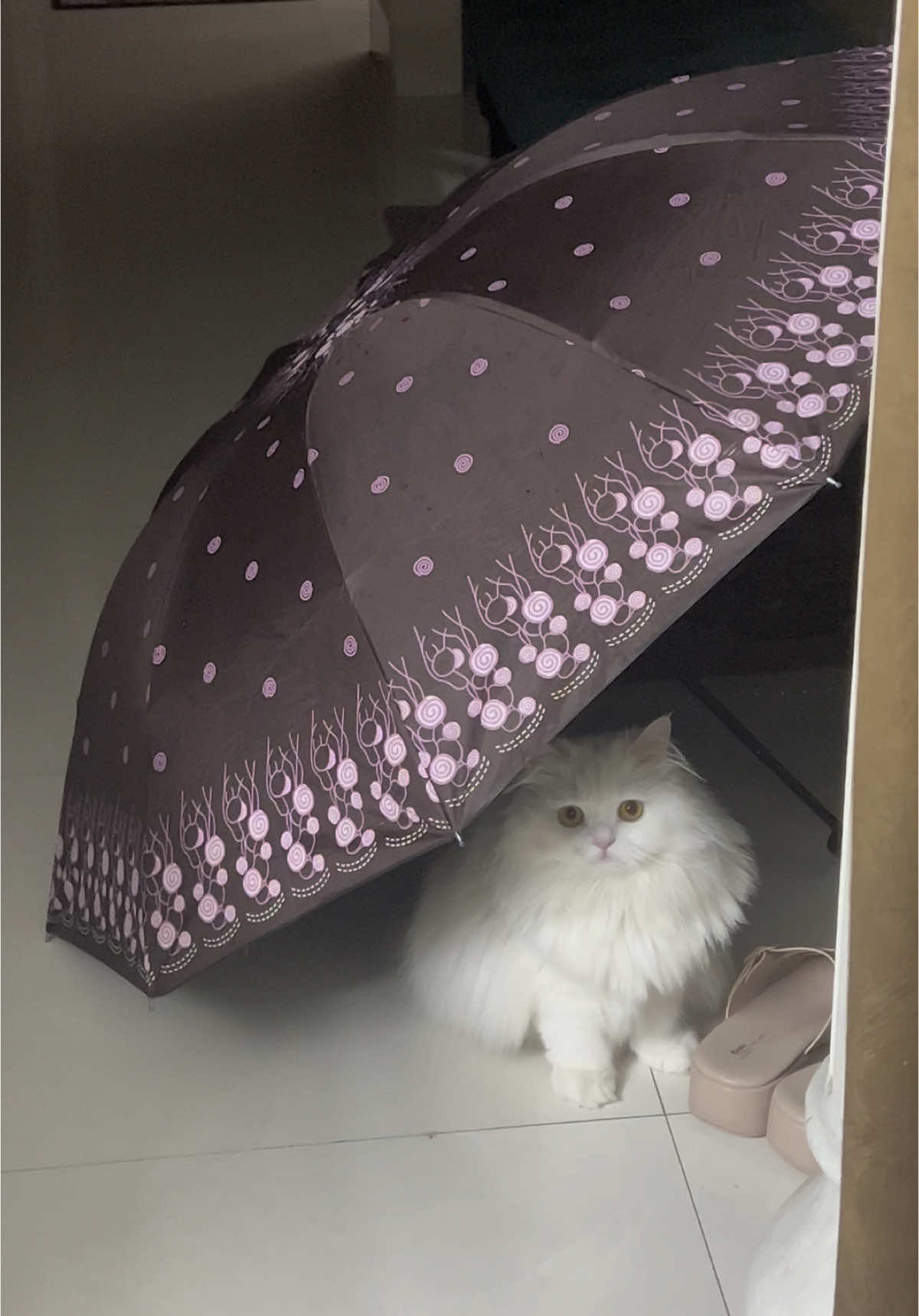 বৃষ্টি ভয় পায়, তাই বাসায় বসেই বৃষ্টির ফিল নিচ্ছে 😂🩷 Ma sha Allah | Candy   . . #candy #shorts #viral#pet #catlovers #petlover #whitecat #mustafas #2025 #cute #reel 