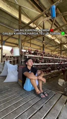 galau gais 🥲 #peternakayam #ayampetelur #kandangayam #fyp #komedi #galau 