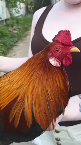 Chị cũng thích ăn cà lem 😜 #xh