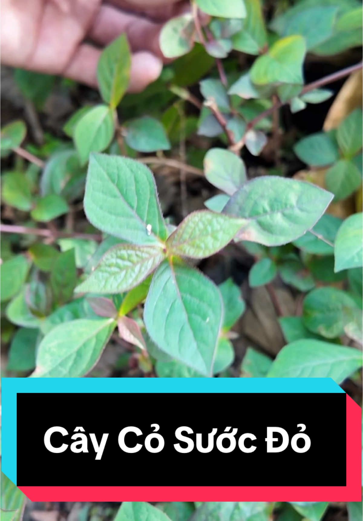 Cây Cỏ Sước Đỏ Và Tác Dụng Của Cây #luongychuyen #dongkinh #dangiat #chaymaucam #suckhoechomoinguoi #xuhuongtiktok 