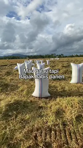 🤭#capcut#fyp#masukberanda #panenpadi🌾#anakpetani  #soundviral#berandafyp#fypシ゚ 