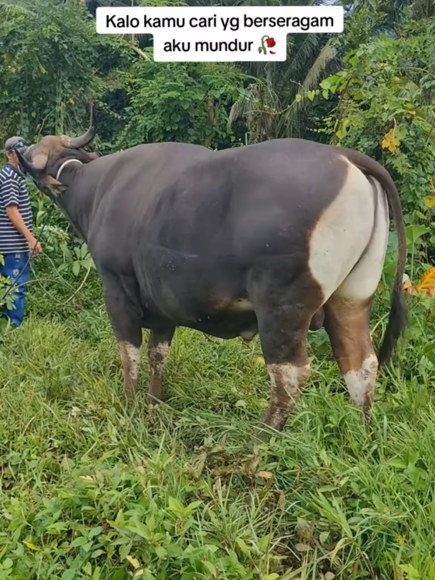 Sapi bali jumbo siap kurban, free ongkir, free biaya pemeliharaan, free jasa pemotongan, mau free apa lagi? #sapiqurban #peternakmuda #berseragam #umr #banteng #videoviral #fyppppppppppppppppppppppp #fypage #foryou #makassar 