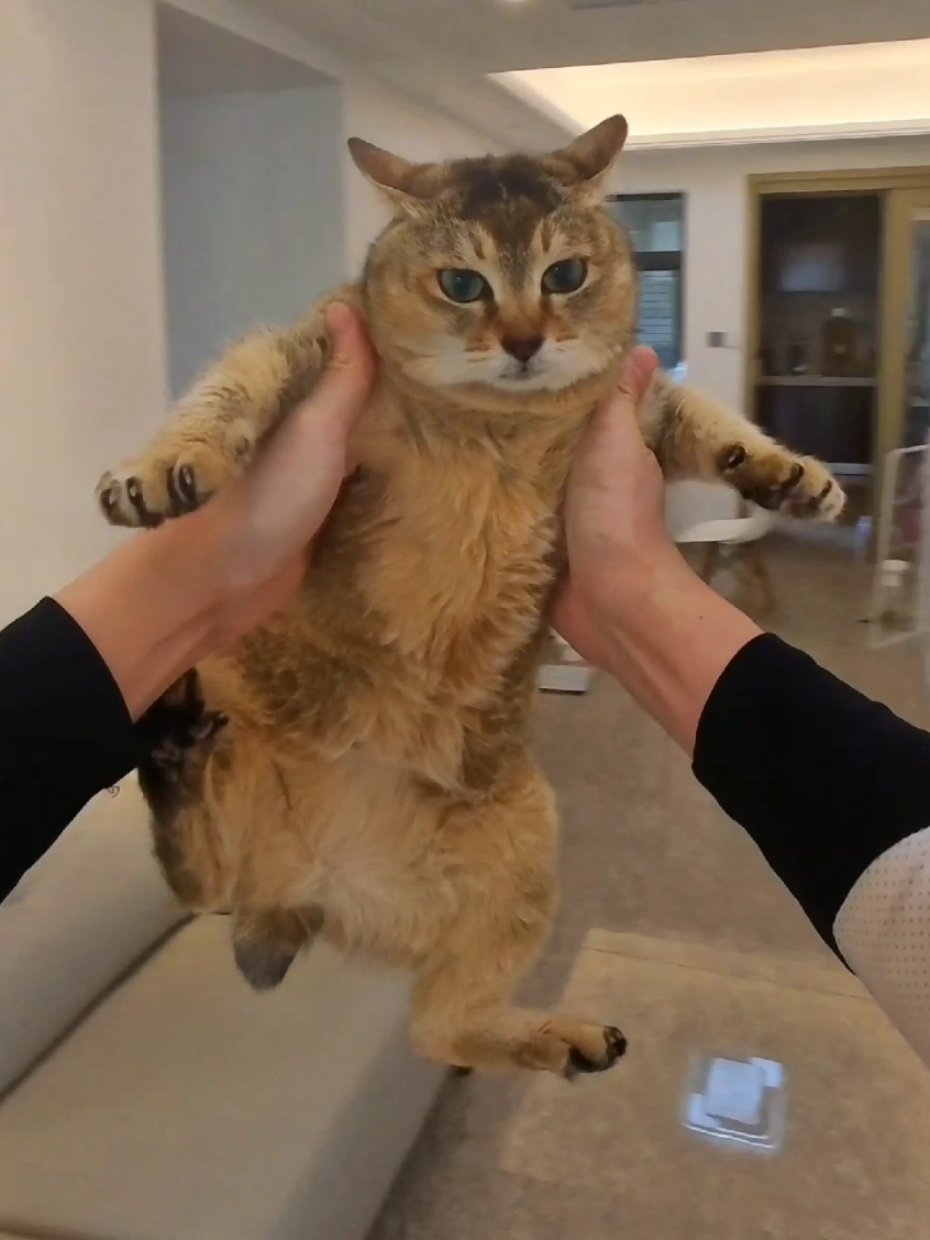 Tole Tole #cat #catsoftiktok #cats #fyp #kucing #pet  #kittensoftiktok 