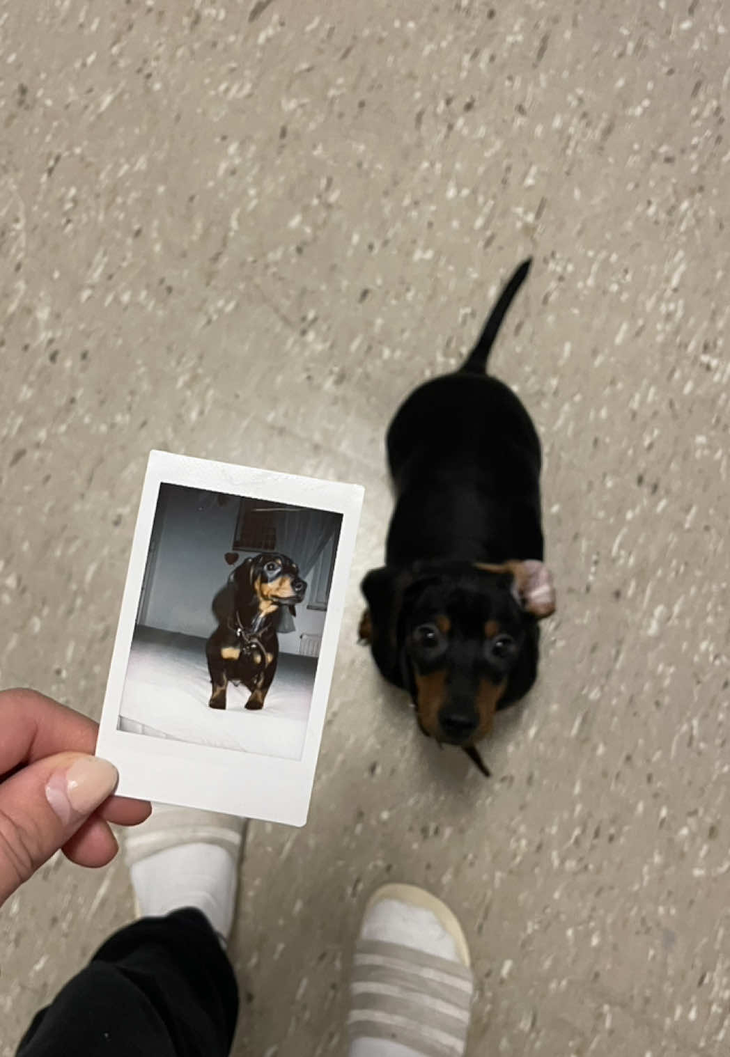 Und als er ein Welpe war, durften wir ihn mit auf die Arbeit nehmen 🤓  #fyp #foru #routine #dayvlog #Vlog #dackel 