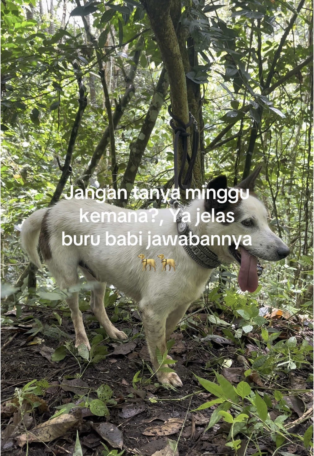 Info buru taptap nan lamak ciek mak😁😁 #fypage #fyp #porbisumbar #porbisolok #taptapikuakandiak 