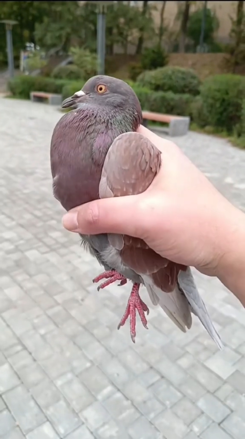 #angrykfc #pigeon #kfc #fyp #angrybirds #100k #funnyvideo #food #muckbang #vladivostok #кфс #злойголубь #босскфс #еда #голубь #докс #опездол #владивосток 