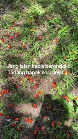 #brondolansawet #fypシ゚ #fyptiktok 