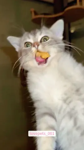 #cats #cutecats #foryou #funnytiktok #funnyvideos #usa #funnyanimals #fypシ #cute #funnycat #catlover #funnypets #viral #funny 