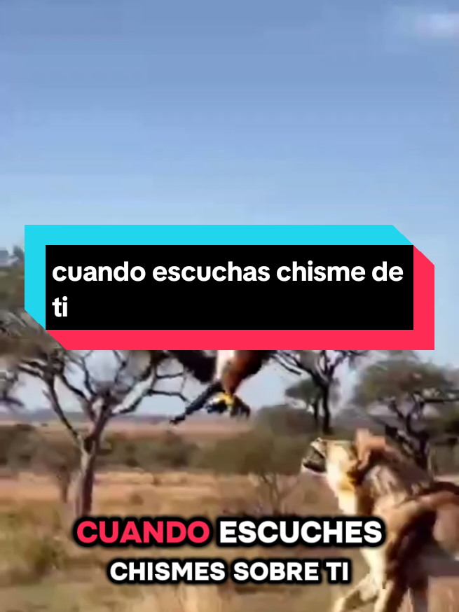 #cuando escuchas chisme de ti buela alto 