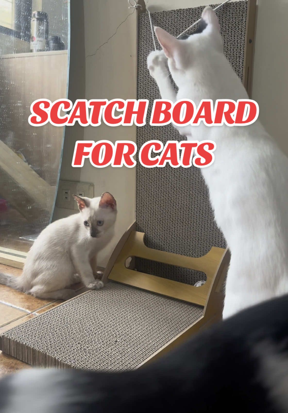 DAHIL MAHILIG MANGALMOT PUSA KO Bnilhan ko sila ng kakalmutin #yokify #cat #scratcher 