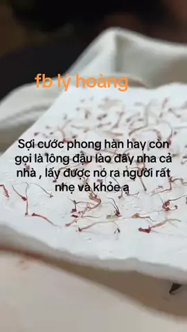 lại có hẹn với hà nội 10 ngày nữa nhé các bạn 💞#xuhuong #chuabenhdaulao #cuocphonghan @Lý Hoàng 