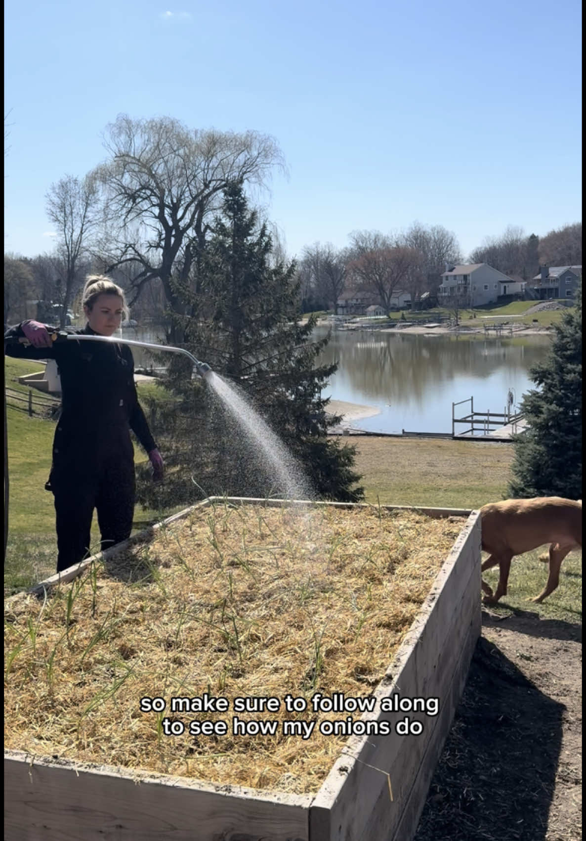 And then my onions got destroyed by heavy winds for the next few days after this 🥲 I’m still hopeful they’ll bounce back though ! Have you planted your onions yet? How are they holding up? #onions #plantingonions #gardening #morethangardening #spring #growingonions #homestead #fyp #capcut 