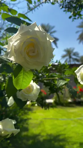 اجواء الحديقه 🍃🌷