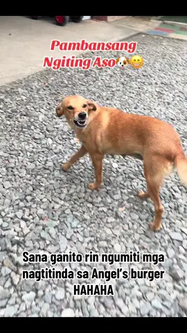 Pambansang Ngiting Aso🐶😬arf arf #fyp #foryoupage #dogsoftiktok #aspin #viral #trending #goodvibes #memes #funnyvideos #fyppppppppppppppppppppppp 