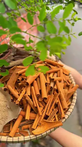 Thơm dịu vị quế – ấm lòng cả không gian!#tramque #nuque #nuxongnha #tramhue #huongsachtannguyen #tramhuongtannguyen #NụTrầmThủCông 