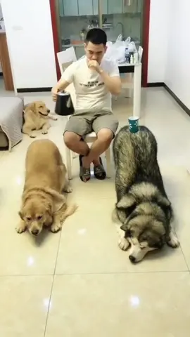 #dog #funny #funnyvideos 