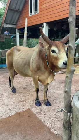เป็นกำลังใจให้ลูกบ้านกันคับต่อเช้าคู่แรก สนามปากพล เต็มที่คับ🐂💰#ลังสาดวังใหม่ทายาทวังวิเศษ #ลาต่า #วัวชนคนใต้💯 #วัวชนคนสู้🐂 #วัวชนพี่เสือแดนใต้ #สนามกีฬาชนโคบ้านปากพล #ไม่ใช่การทารุณกรรมสัตว์ #ชนมิตรภาพกันคับ🐂🥰🙏 #วัวชนเงินล้าน💸💸 #วัวชนพัทลุง🐂❣️ 