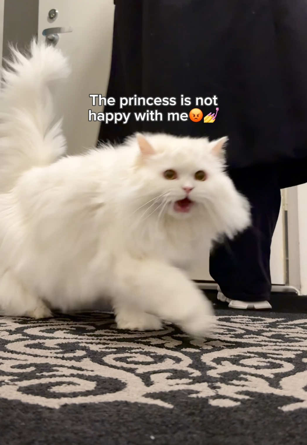 Where HAVE you been? #persiancat #fyp #madcat 