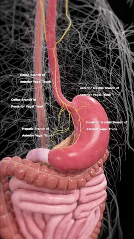 The vagus nerve is one of the most powerful nerves in your body. It connects your brain to your heart, lungs, stomach, and gut — regulating everything from your voice to your digestion. This animation shows its full path, based on SciePro’s 3D anatomy model. Available for B2B licensing — link in bio. #science #medical #meded #3d #3dmodel #zbrush #sciart #medart #medstudent #anatomy #animation #scicomm #med #vagusnerve #cranialnerves #gutbrainaxis