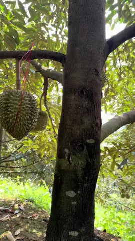 Quay cho chủ nợ yên tâm… 🤣 mùa này ko hết thì để mùa sau hhhaaa #thinhhanh #CapCut #fyp #xuhuong #ilovetiktok 